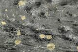 Fossil Club Moss (Lepidododendron) Limb - Carboniferous #111644-1